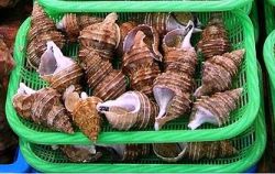 whelks